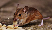 24 Hour & Emergency Exterminators in Sellers, MS